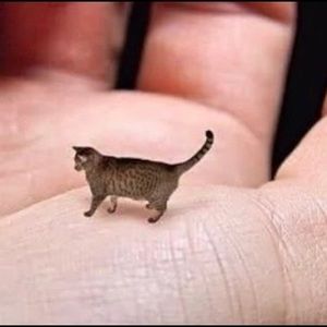 Meet your Posher, Julia